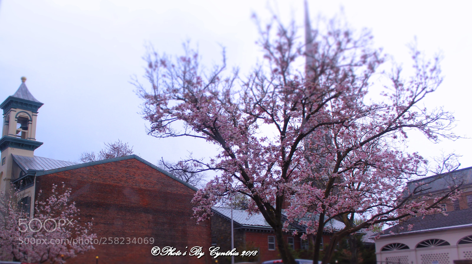 Canon EOS 1300D (EOS Rebel T6 / EOS Kiss X80) sample photo. Japanese cherry blossom trees photography