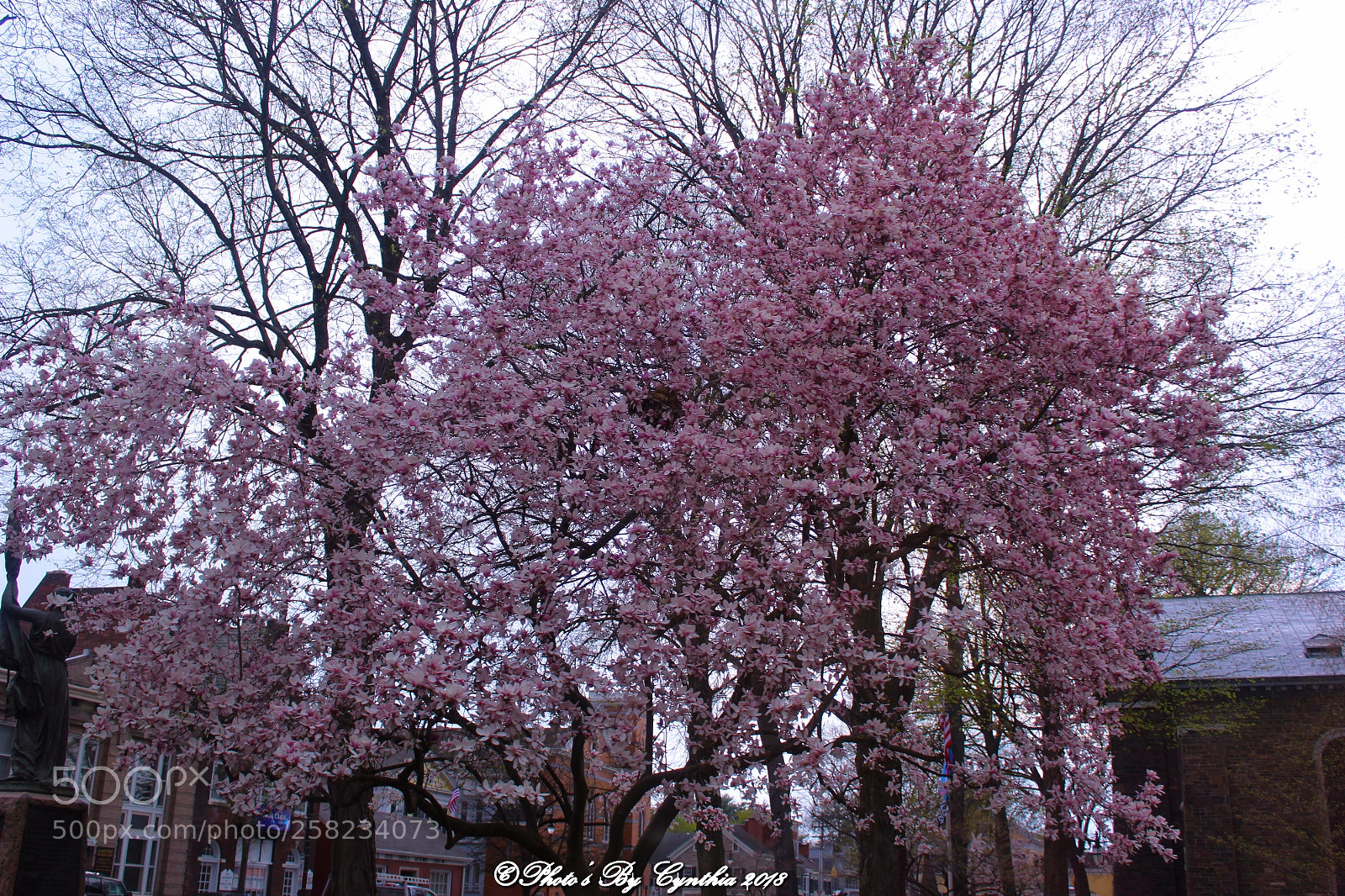 Canon EOS 1300D (EOS Rebel T6 / EOS Kiss X80) sample photo. Japanese cherry blossom trees photography