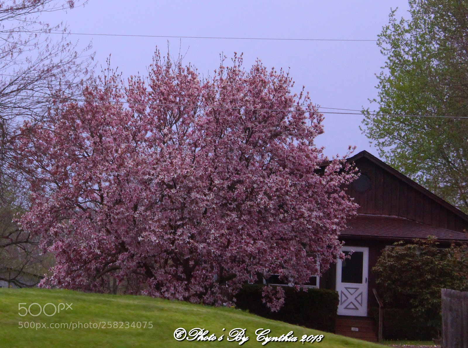 Canon EOS 1300D (EOS Rebel T6 / EOS Kiss X80) sample photo. Japanese cherry blossom trees photography