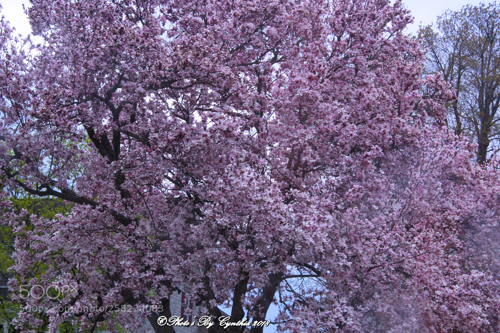 Canon EOS 1300D (EOS Rebel T6 / EOS Kiss X80) sample photo. Japanese cherry blossom trees photography