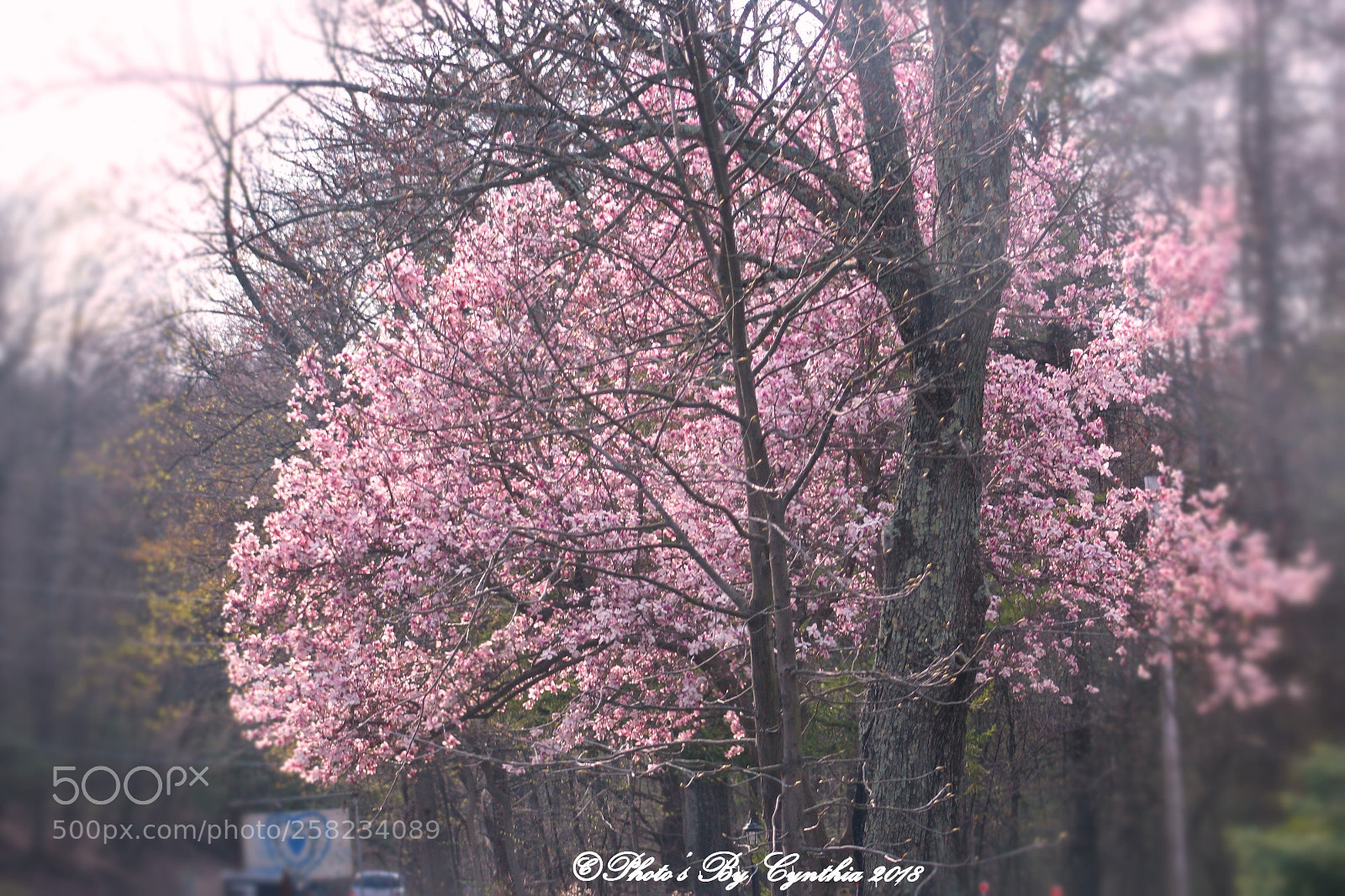 Canon EOS 1300D (EOS Rebel T6 / EOS Kiss X80) sample photo. Japanese cherry blossom trees photography