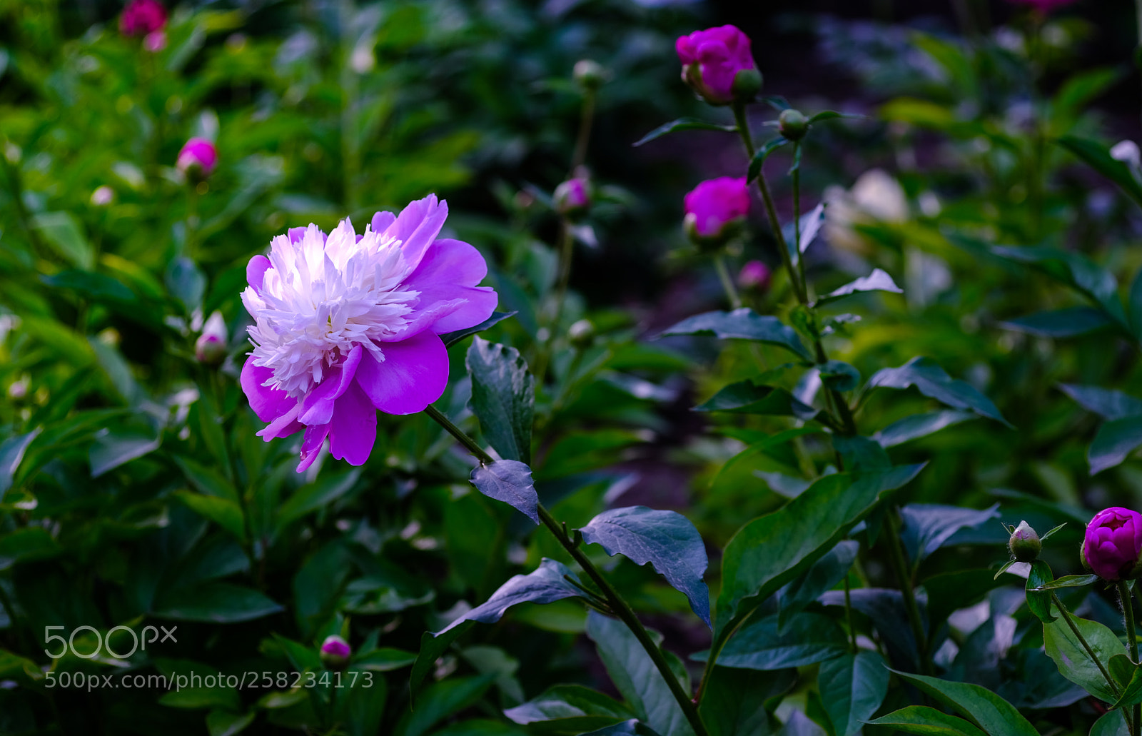 Fujifilm X-T20 sample photo. Untitled photography