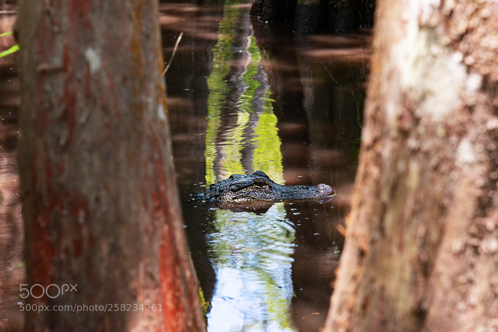 Nikon D750 sample photo. Gator hiding photography