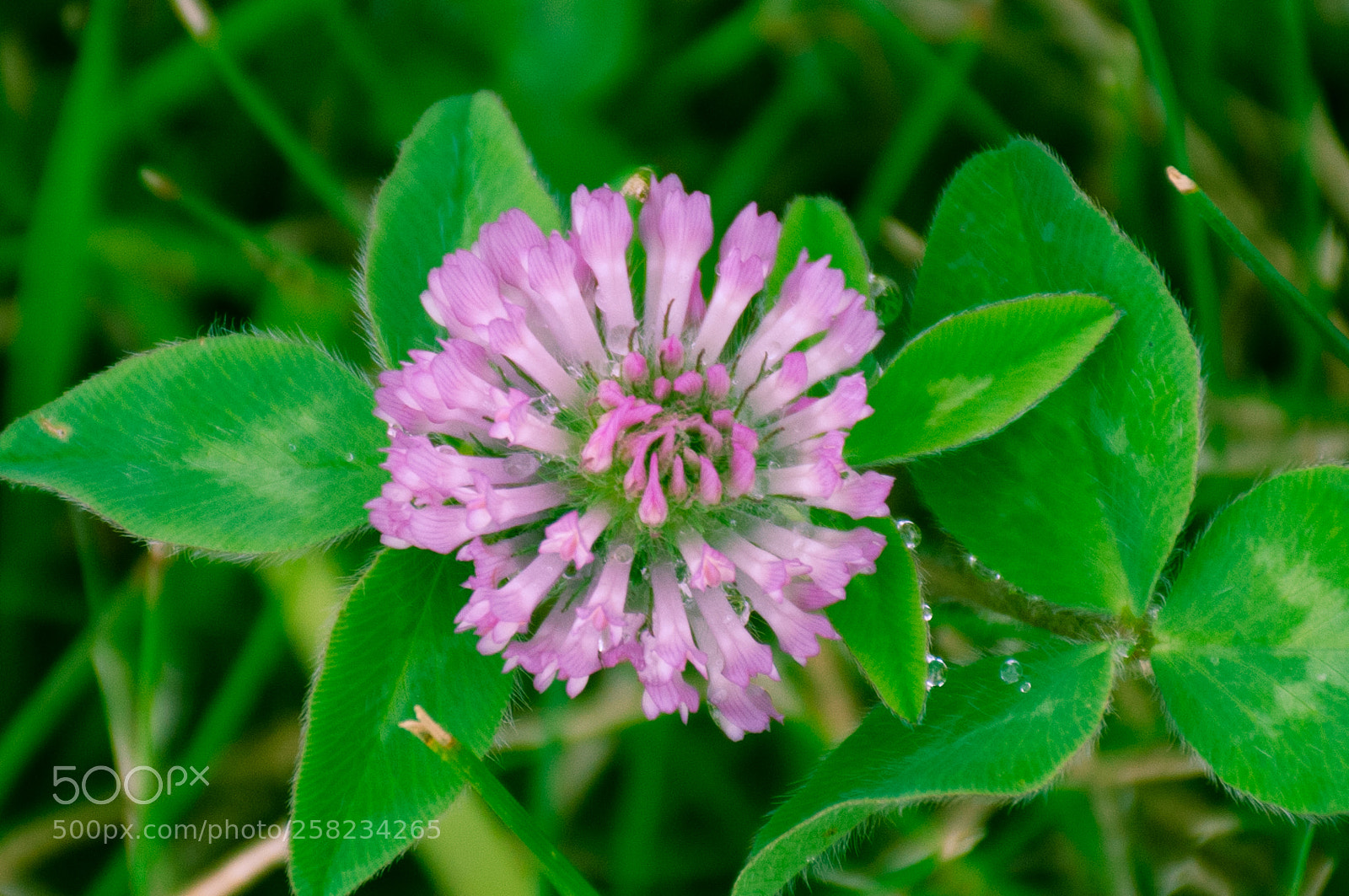 Nikon D300 sample photo. A red clover photography