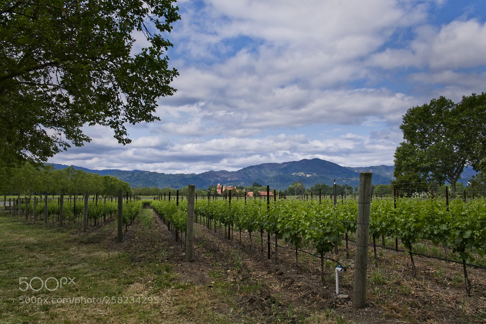 Fujifilm X-T2 sample photo. Vineyard view 2 photography