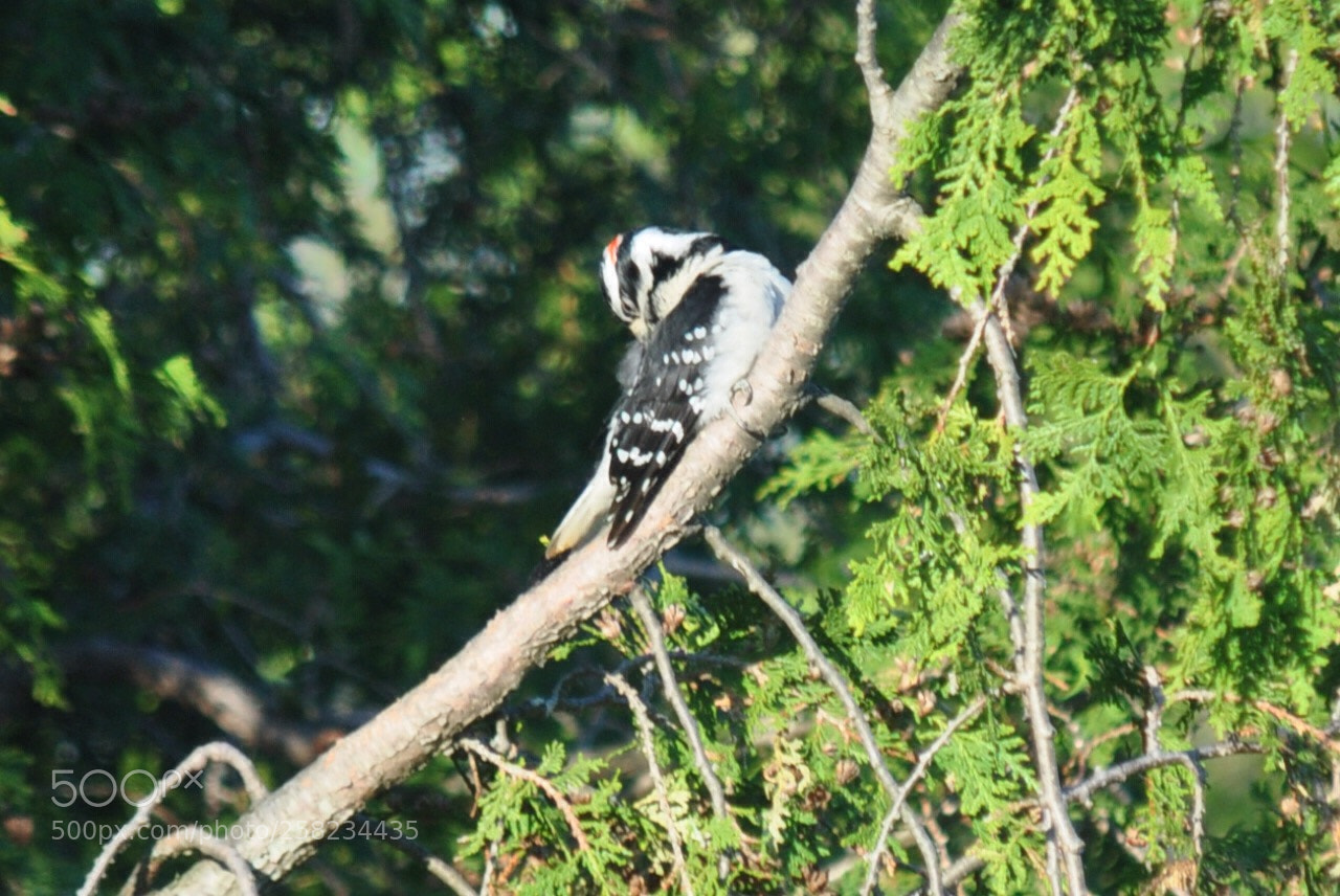 Nikon D5000 sample photo. Mr woodpecker photography