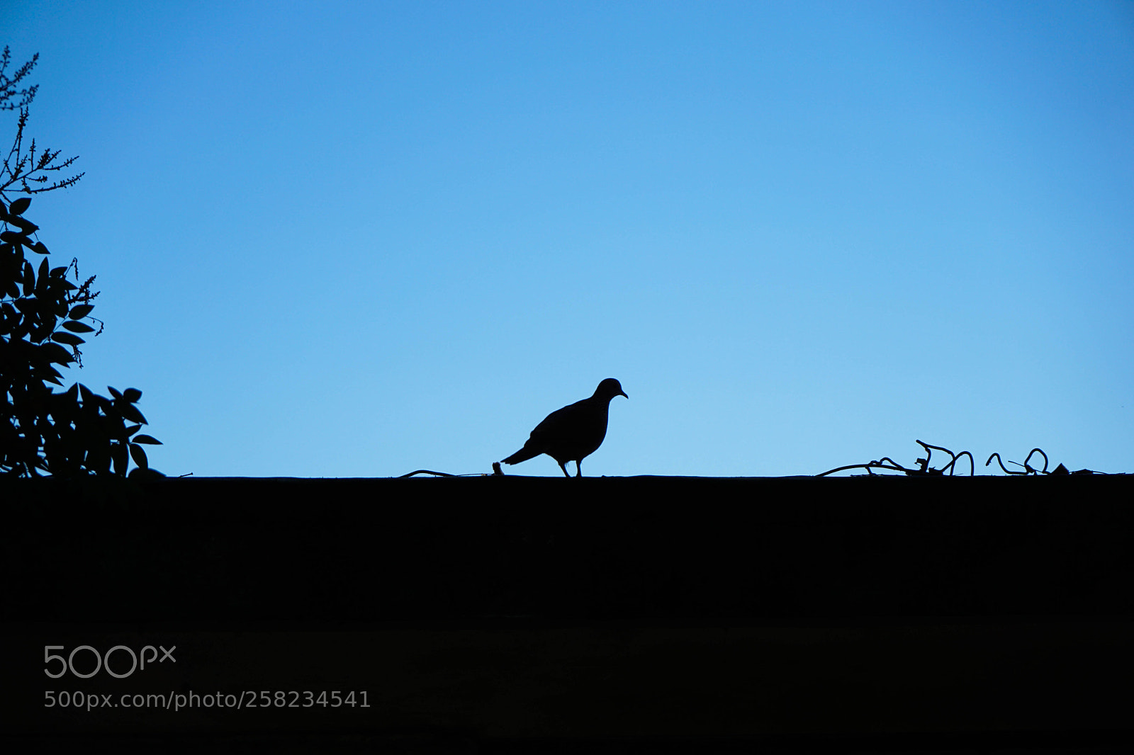 Sony a6000 sample photo. Dsc photography