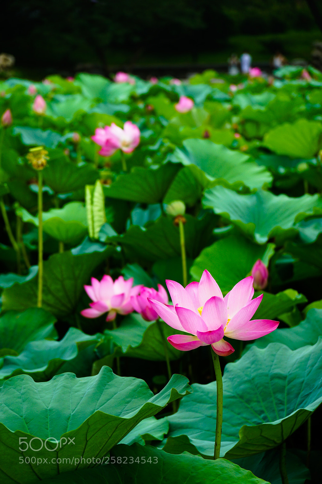 Sony a6000 sample photo. Dsc photography
