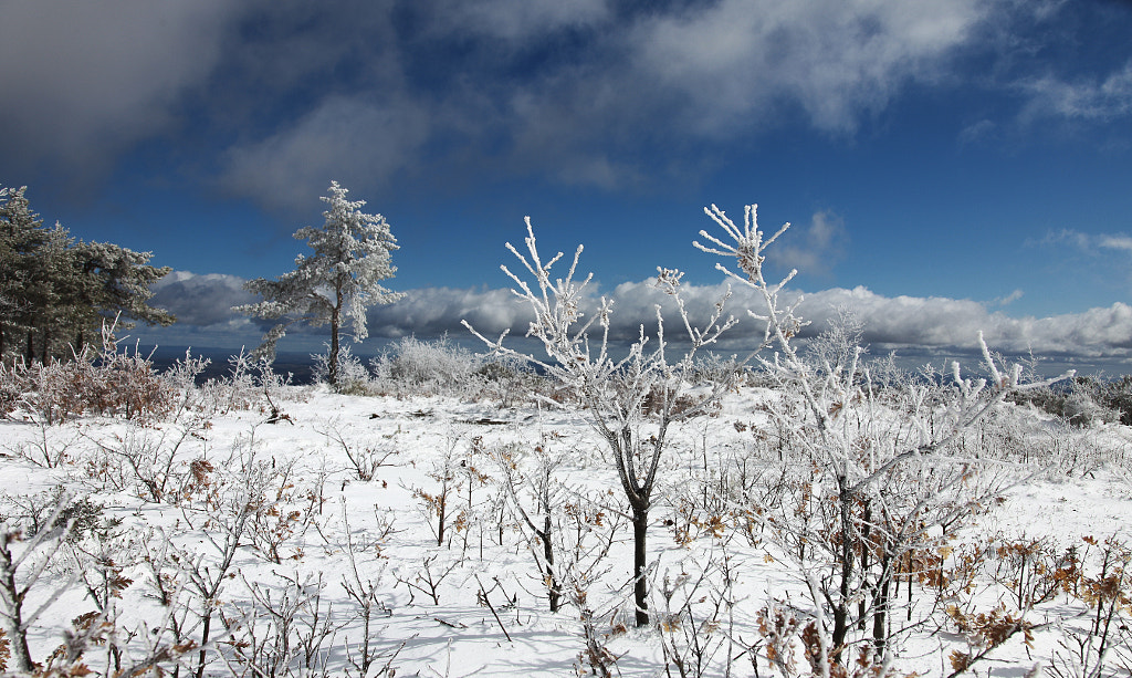 Winter... by Pedro Rego on 500px.com