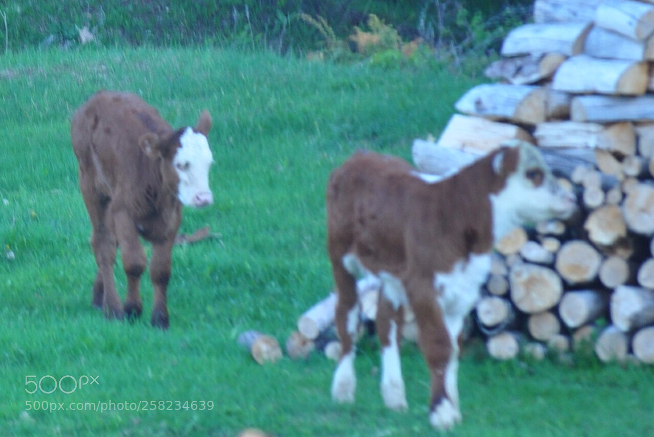 Nikon D5000 sample photo. The twins photography