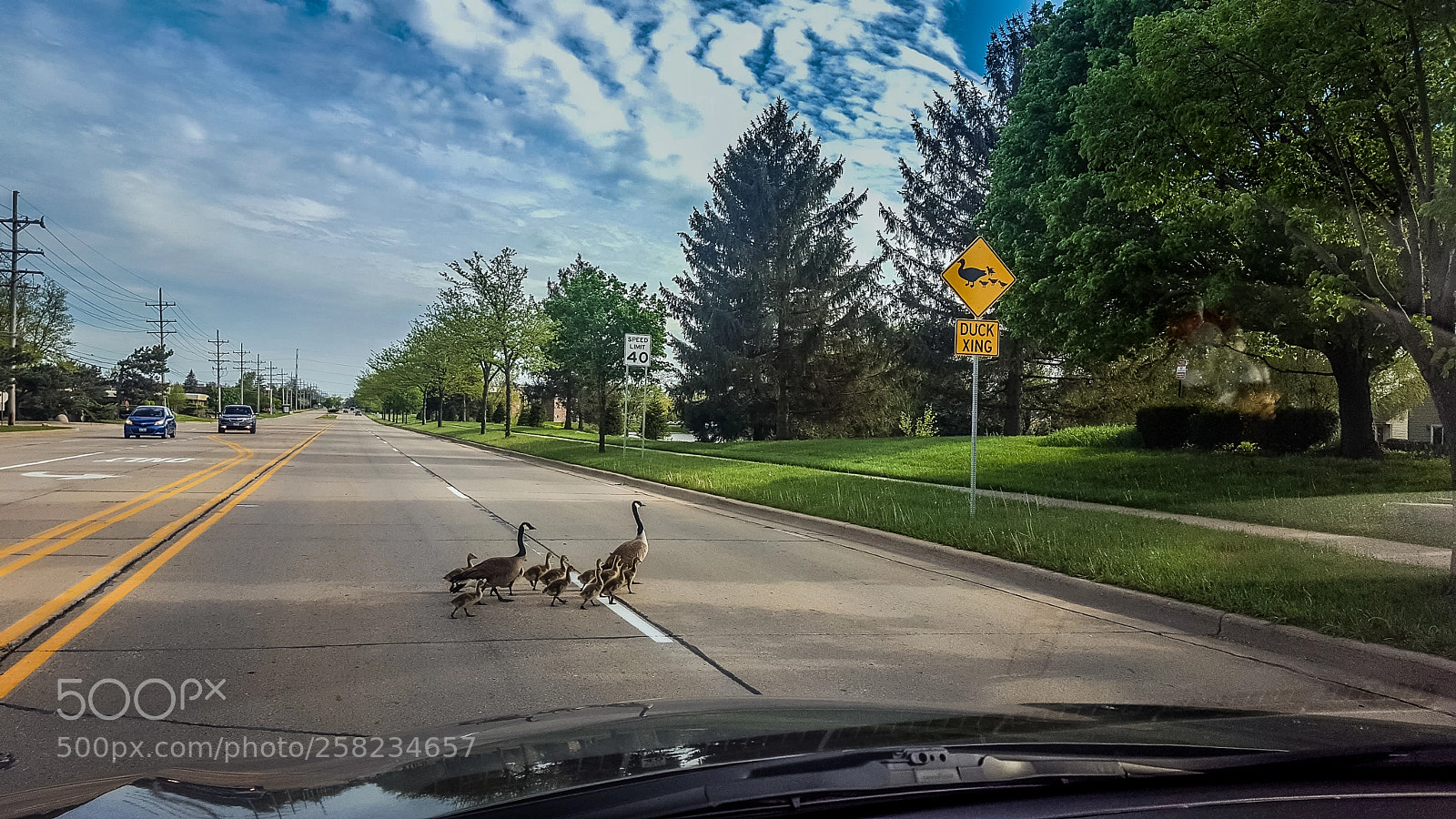 Samsung GALAXY S6 edge sample photo. Ducks crossing roadsign photography