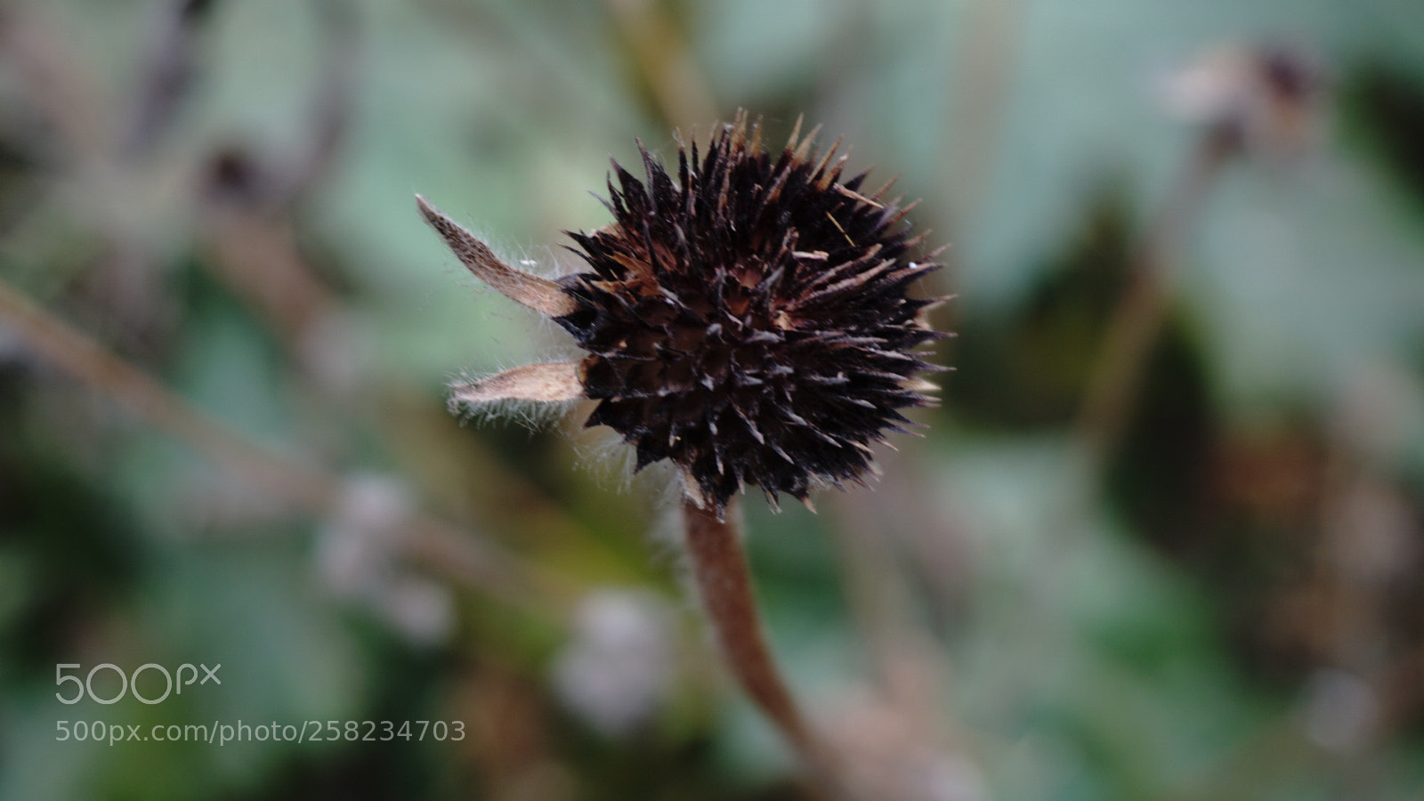 Sony a6000 sample photo. Spike photography