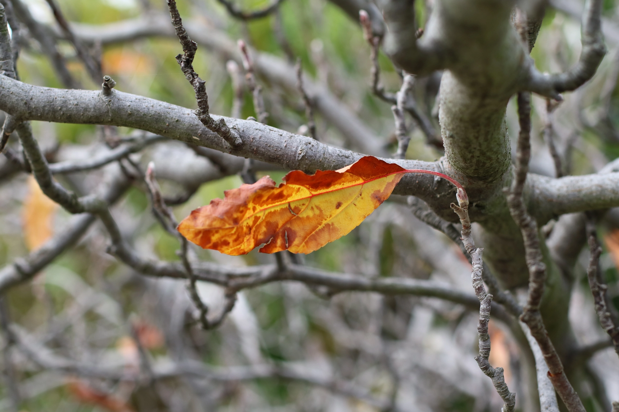 Canon EOS M3 + Canon EF 50mm F1.4 USM sample photo. Autumn leaf photography