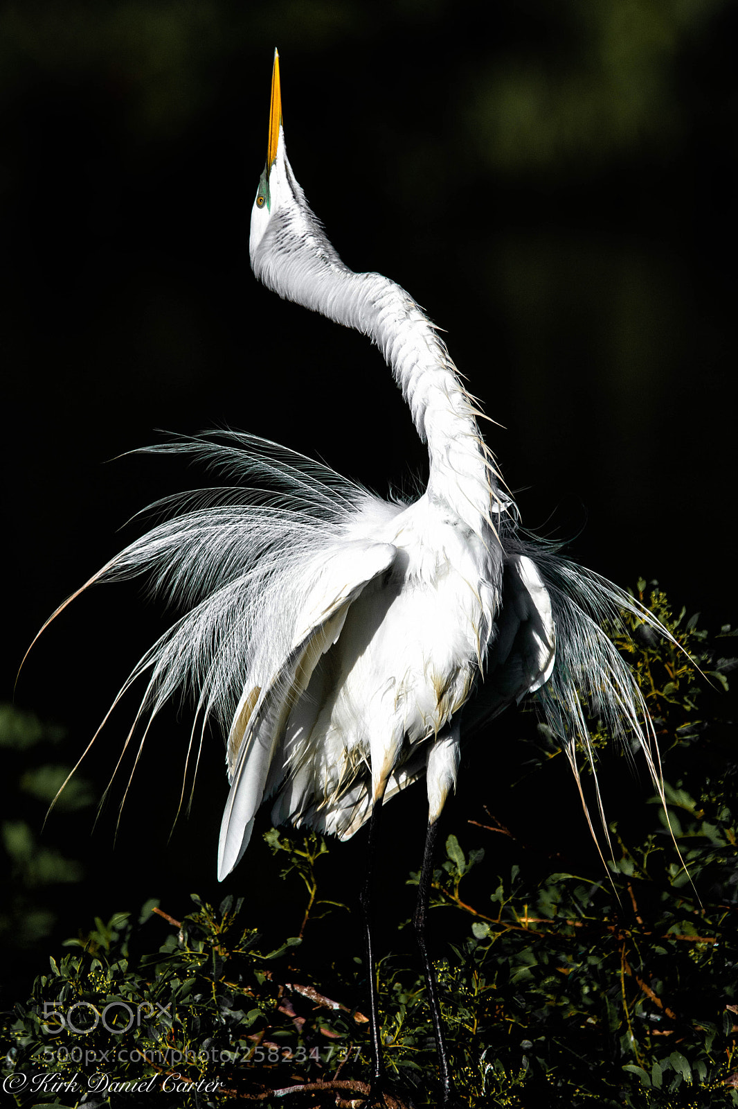 Nikon D500 sample photo. Great egret neckstretch photography