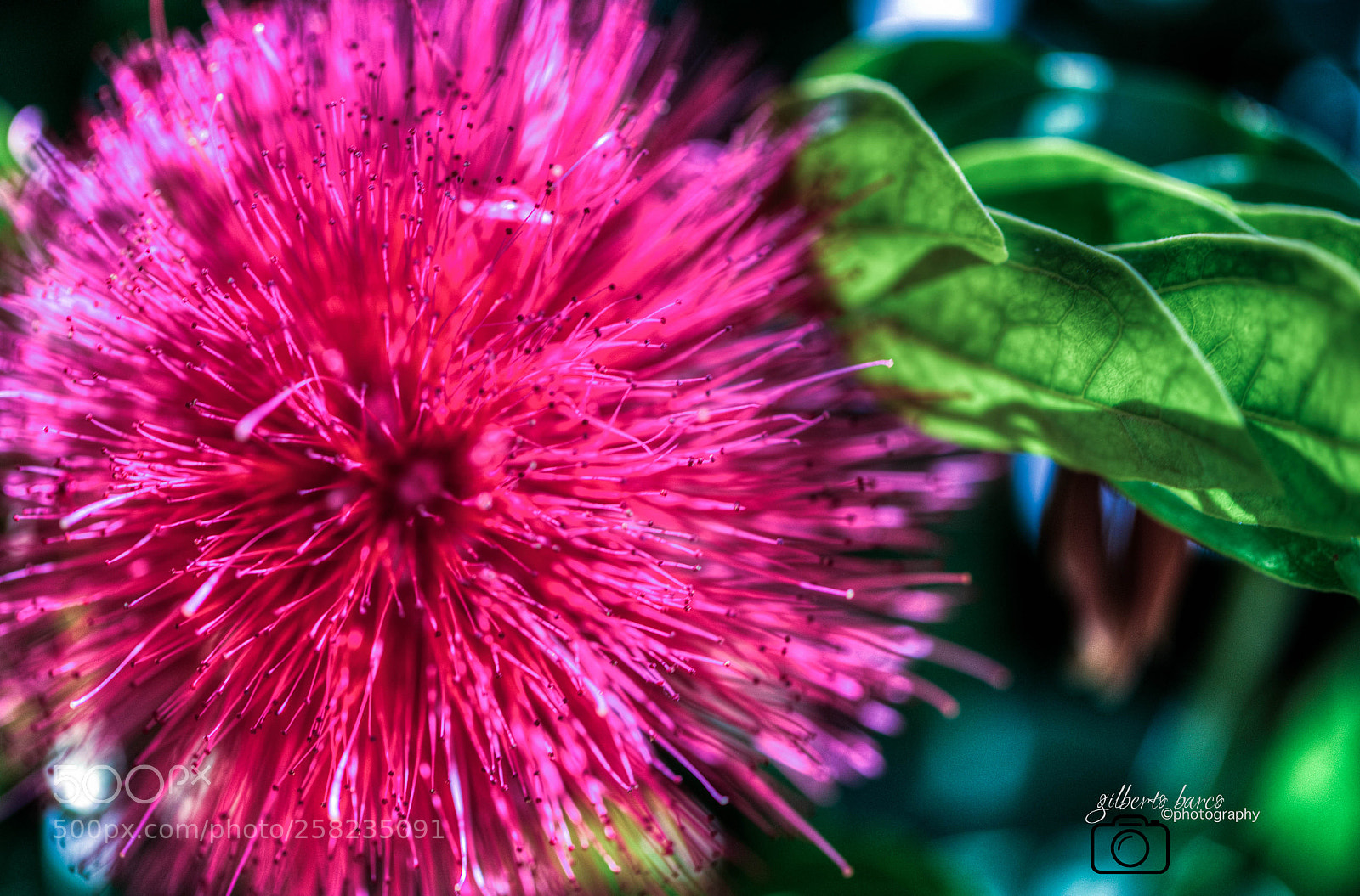 Canon EOS 6D sample photo. Creation of nature photography