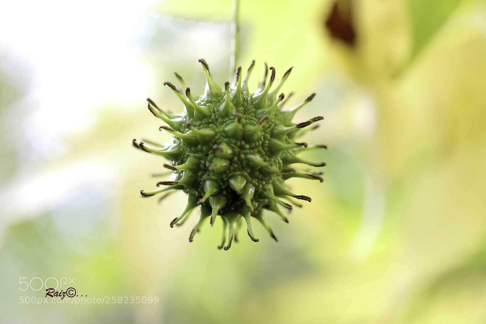 Canon EOS 5DS sample photo. Beauty is inside photography