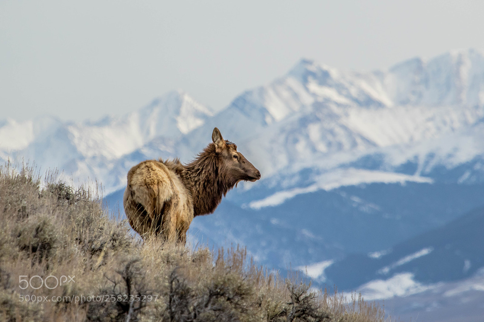 Canon EOS 7D Mark II sample photo. The antlerless bull photography