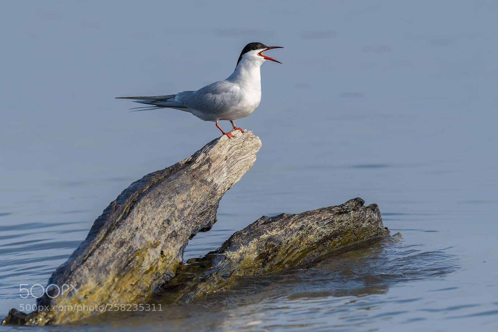 Nikon D850 sample photo. Common tern photography