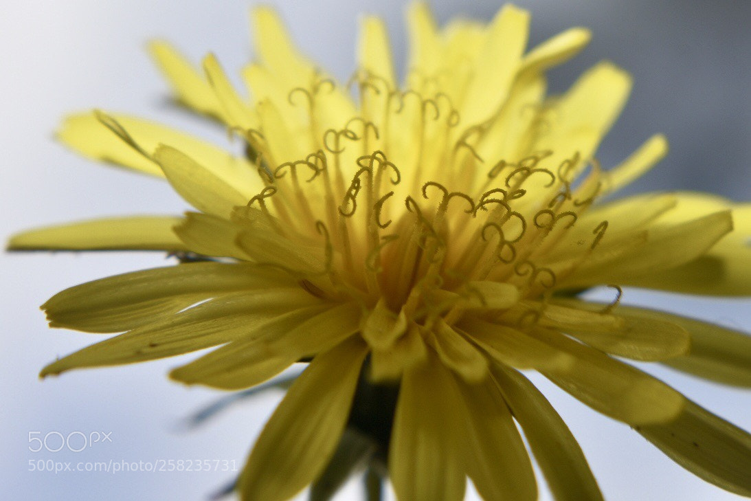 Nikon D3400 sample photo. Yellow flower photography
