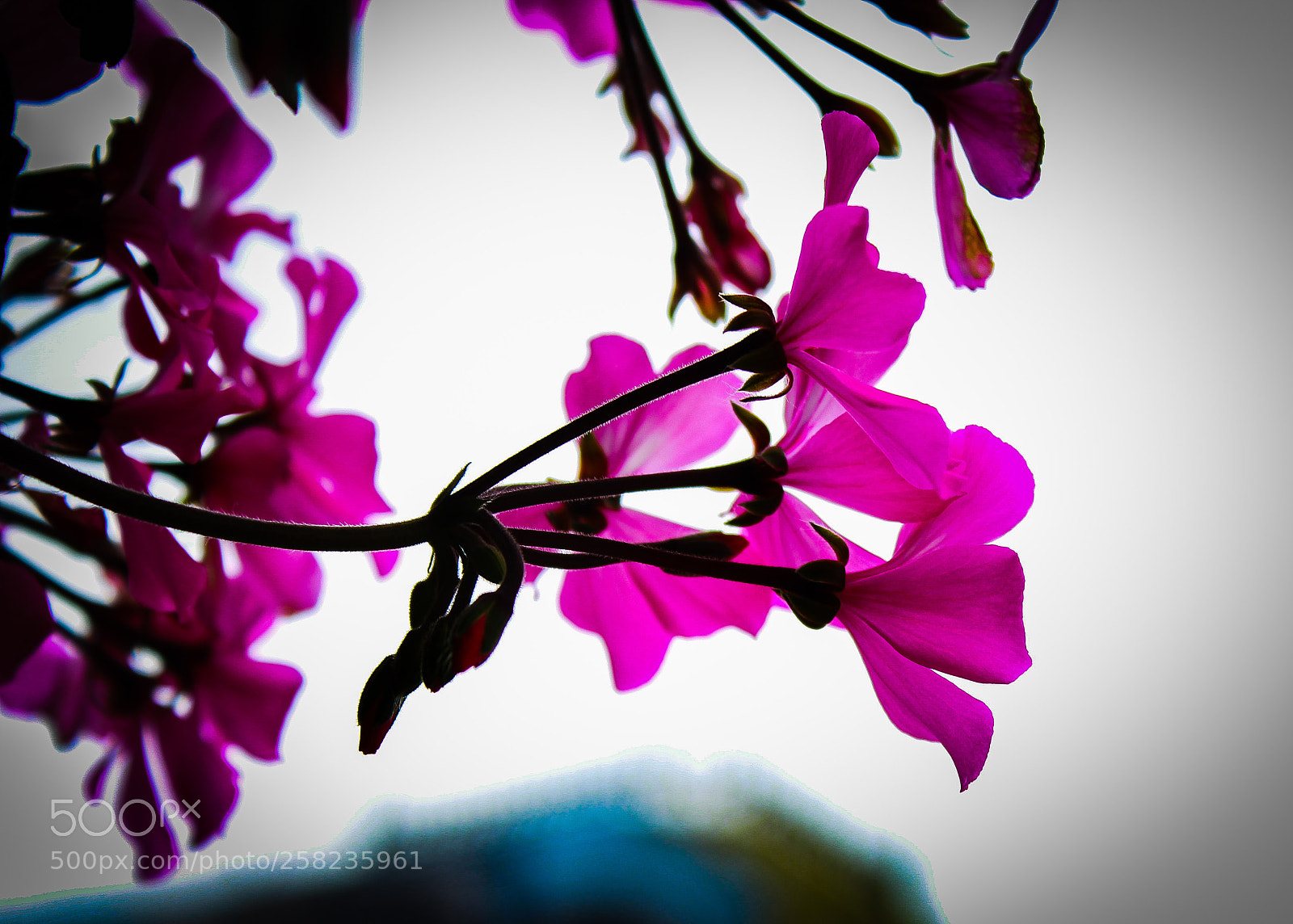 Canon EOS 1300D (EOS Rebel T6 / EOS Kiss X80) sample photo. Elegant pink photography