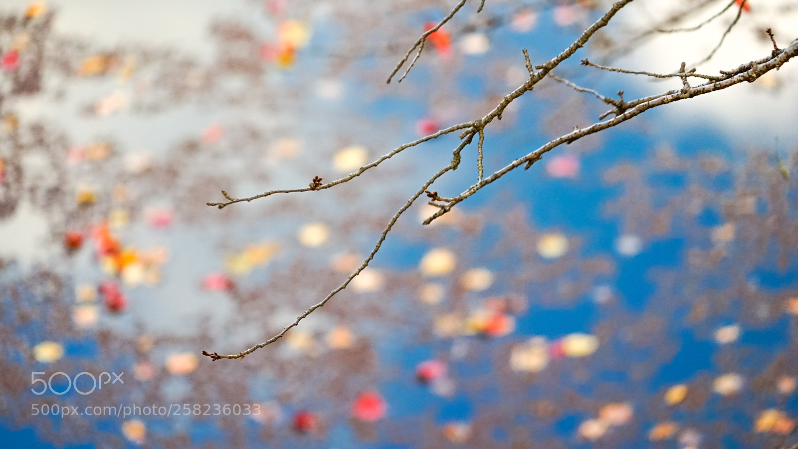 Sony a7 II sample photo. Japan autumn photography
