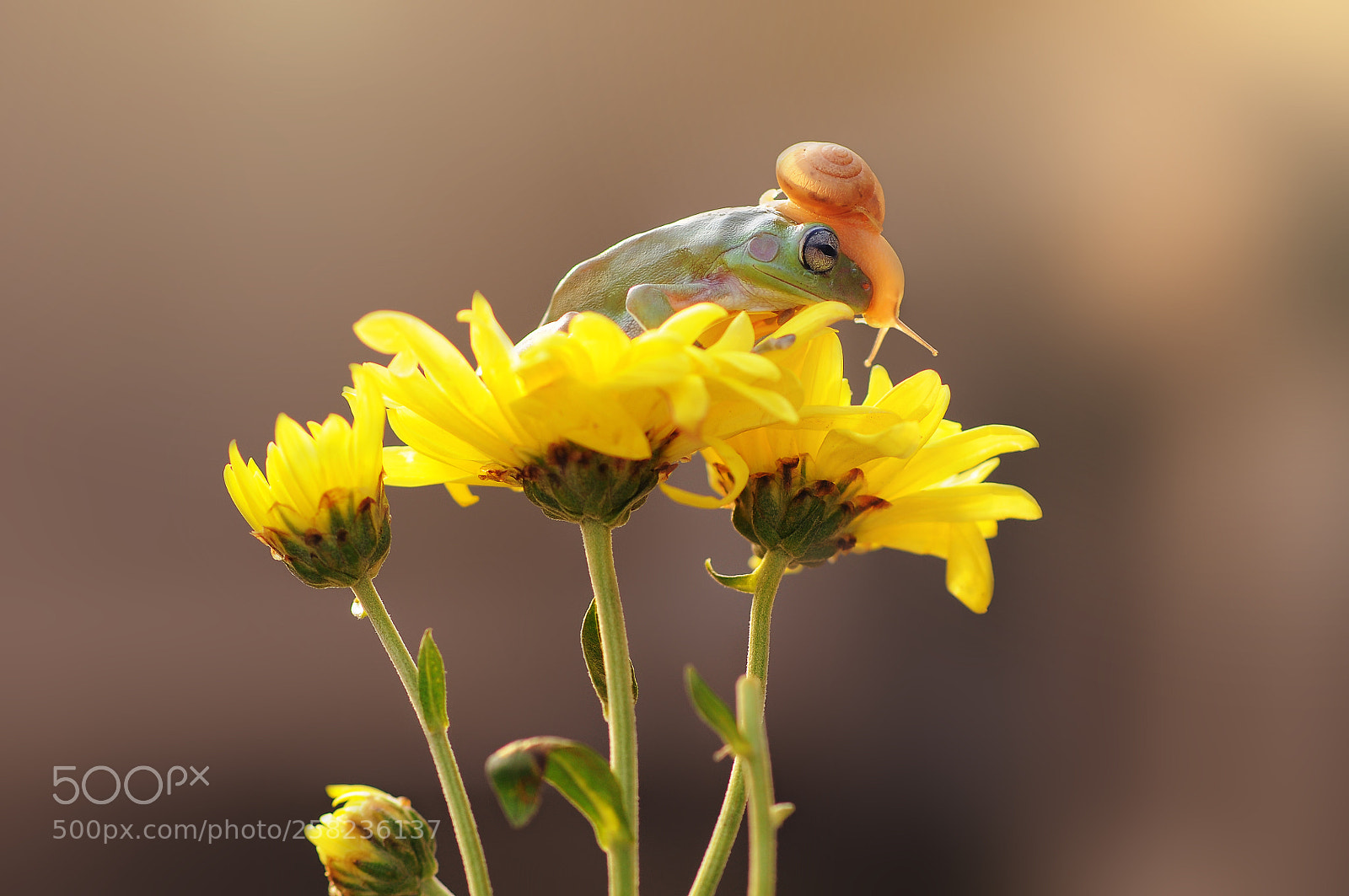 Nikon D90 sample photo. Frog and snail on photography