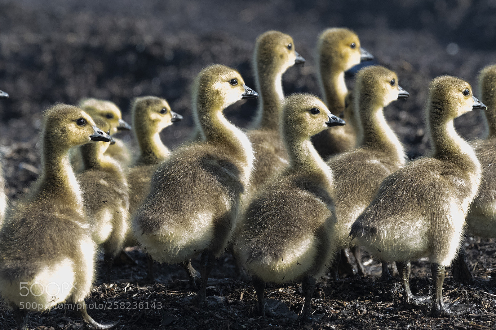Nikon D850 sample photo. Canada geese goslings photography