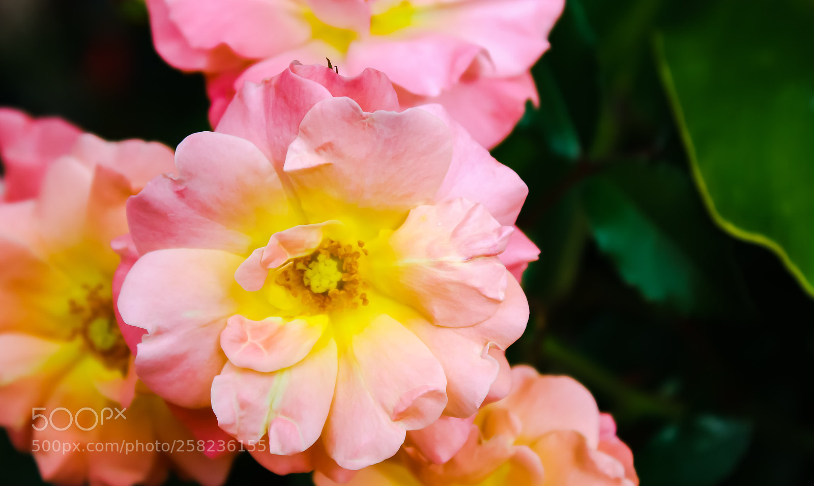 Canon EOS 1300D (EOS Rebel T6 / EOS Kiss X80) sample photo. Flower power photography