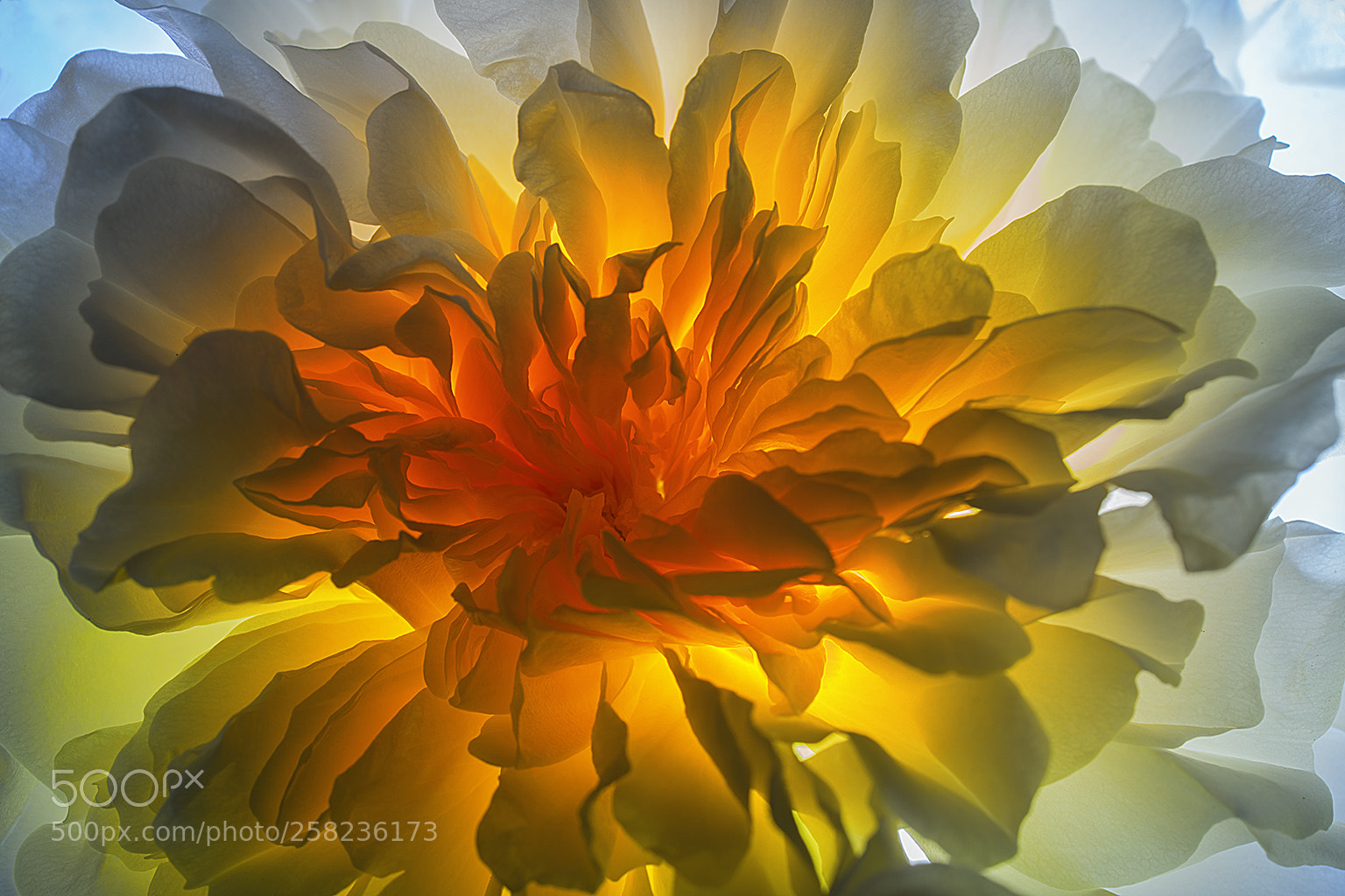 Sony a7R II sample photo. Rose eruption photography