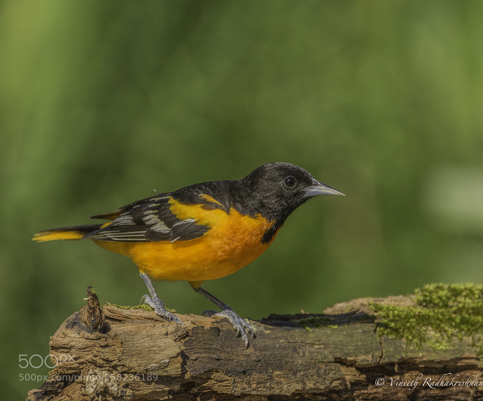 Nikon D7100 sample photo. Male baltimore oriole photography