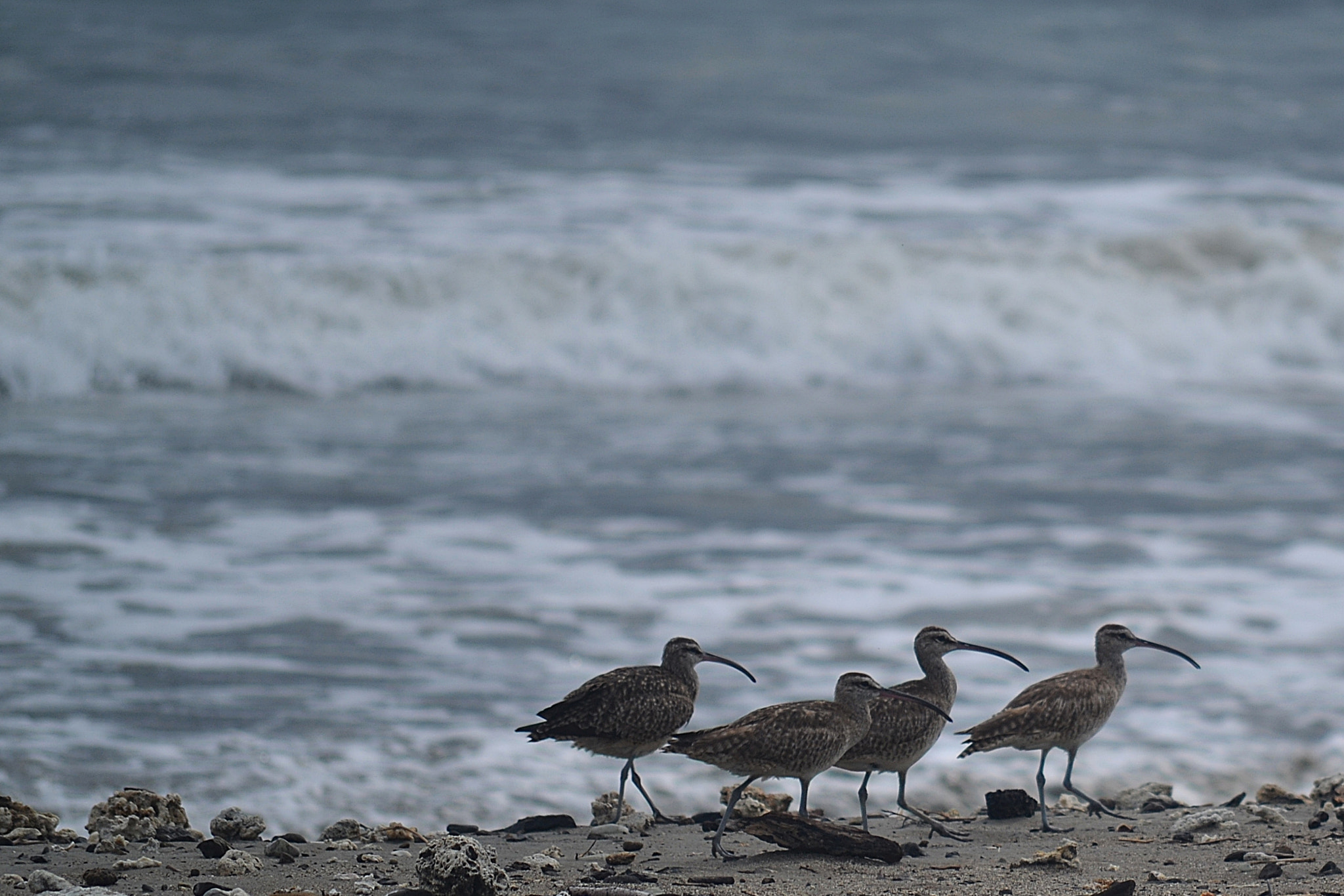 Nikon D3100 sample photo. Aguja colinegra at sunset photography