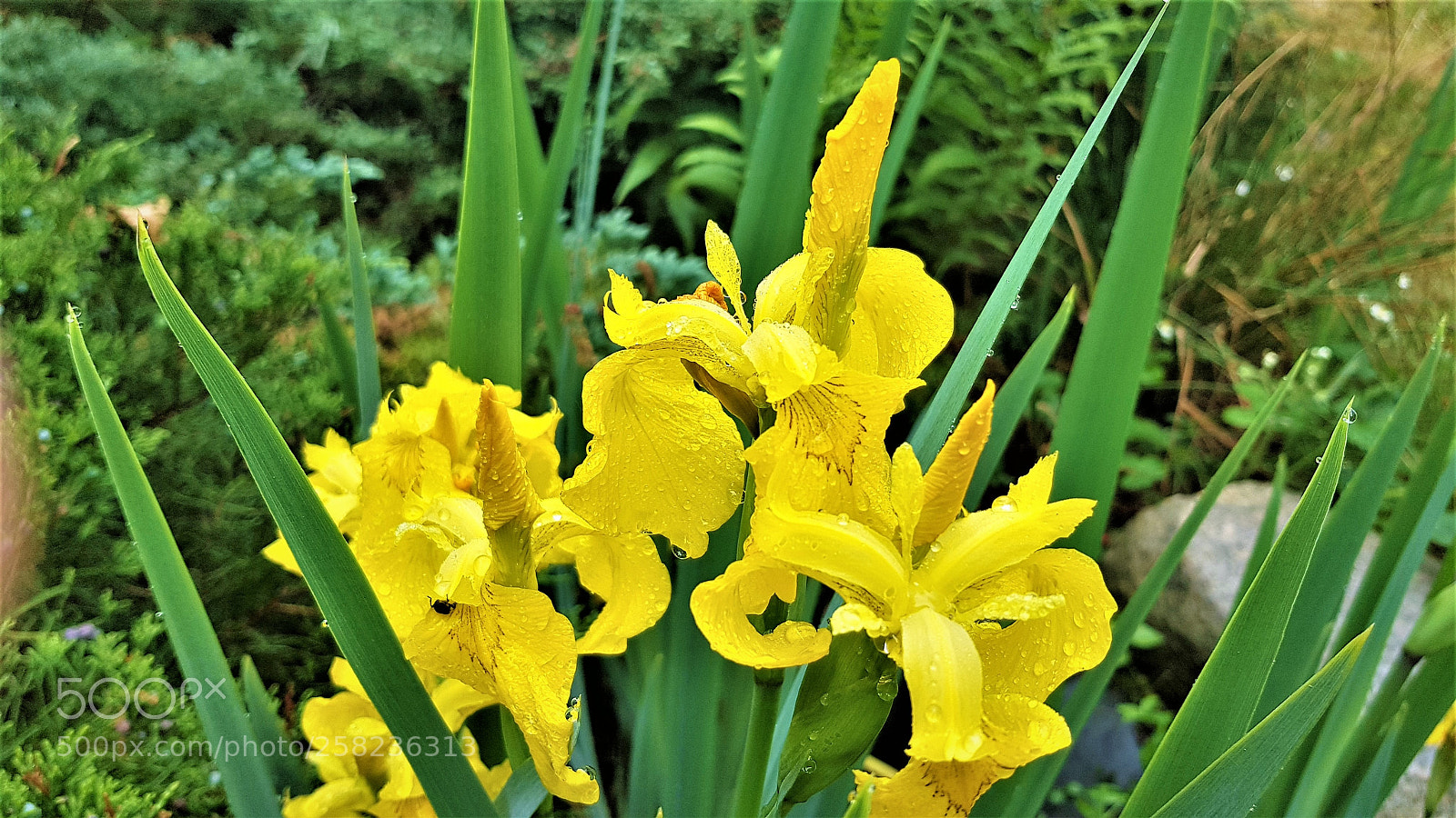 Samsung Galaxy S8+ sample photo. Iris photography
