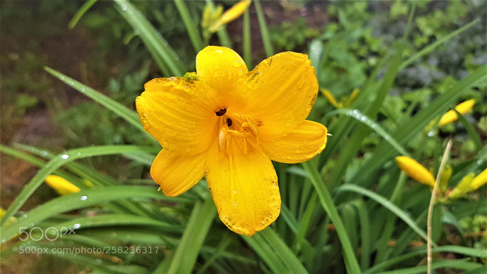 Samsung Galaxy S8+ sample photo. Untitled photography