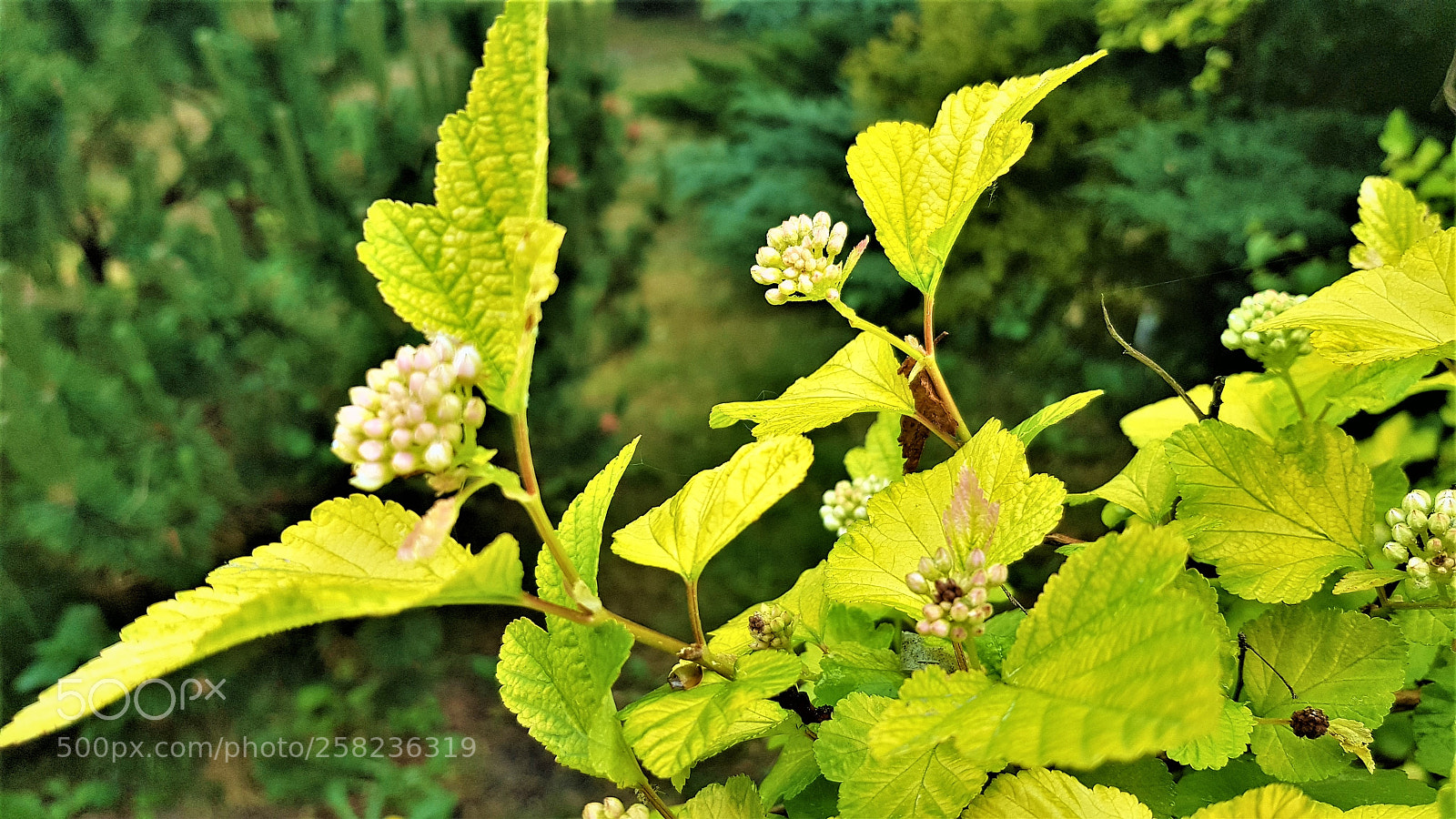 Samsung Galaxy S8+ sample photo. Luterus photography