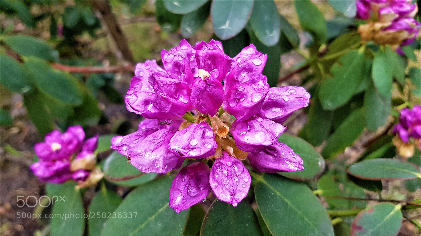 Samsung Galaxy S8+ sample photo. Rhododendron photography