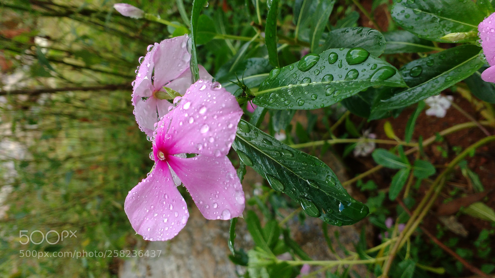 Motorola MotoG3 sample photo. Flower photography