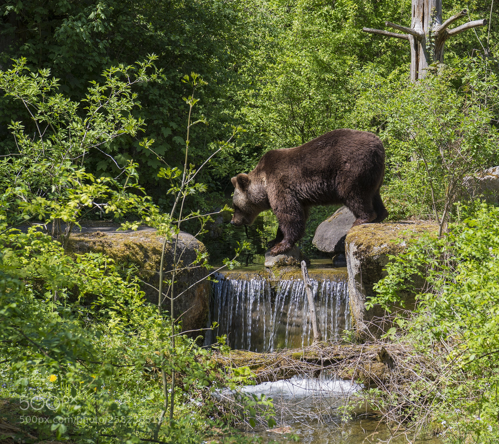 Nikon D850 sample photo. Bear photography