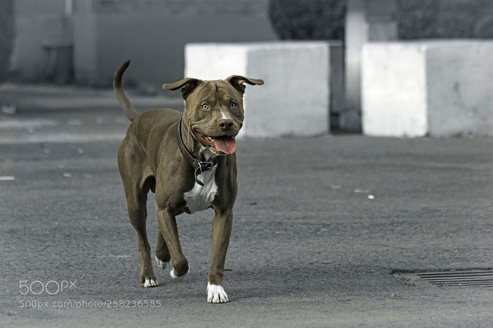 Canon EOS 7D Mark II sample photo. Happy photography