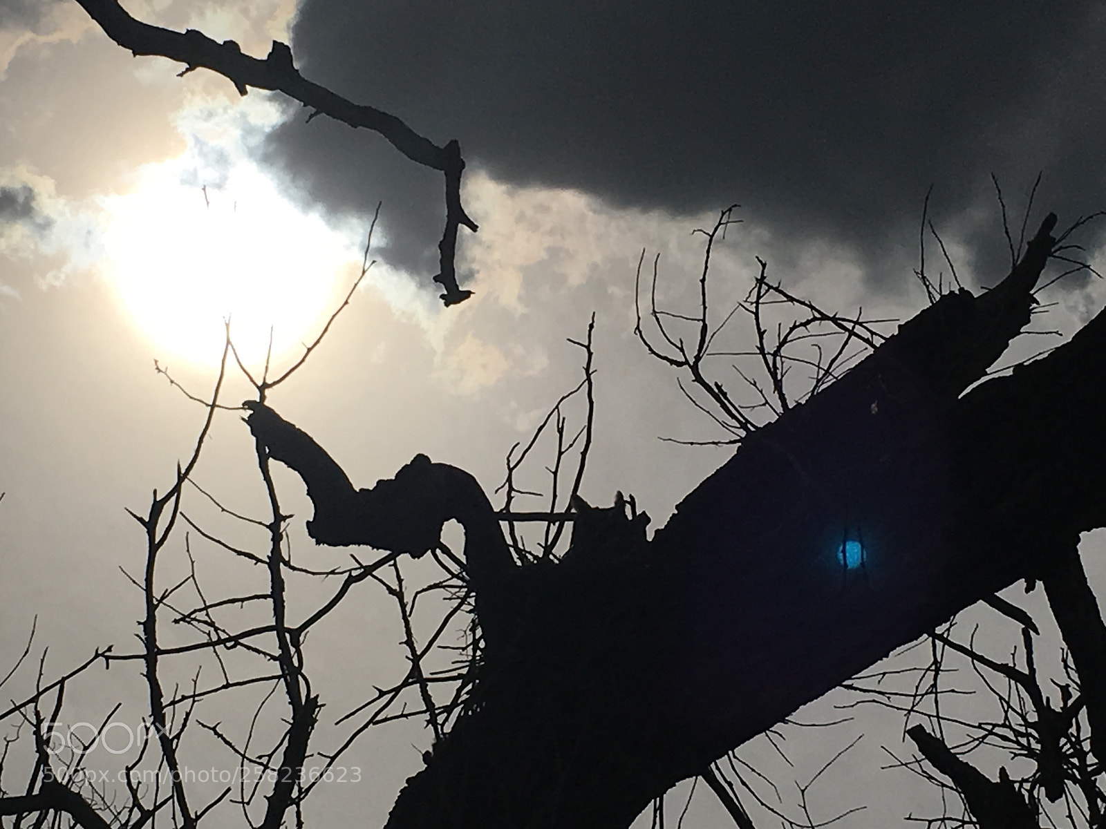Apple iPhone 6s sample photo. Watching photography