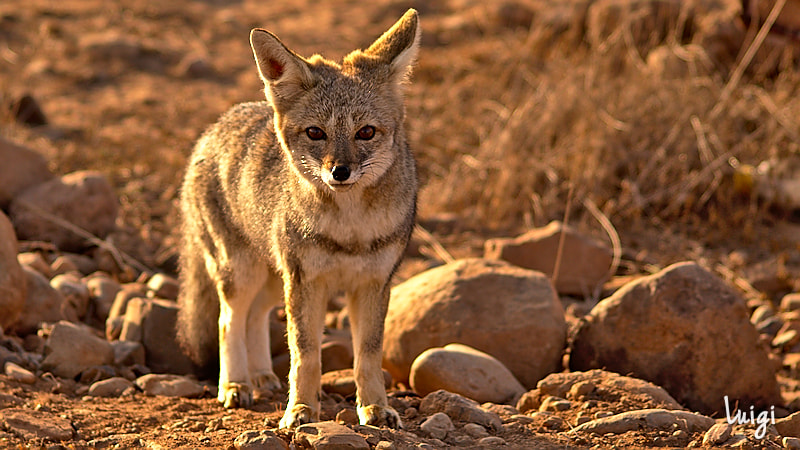 Nikon D5100 + Sigma 70-300mm F4-5.6 APO DG Macro sample photo. Zorro - fox photography