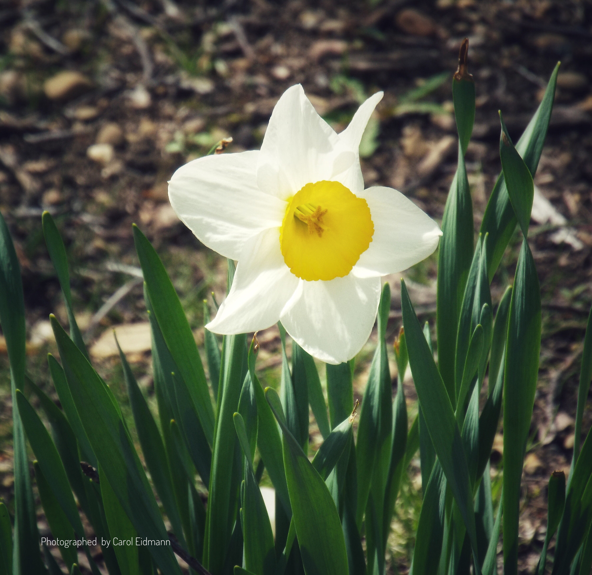 Fujifilm FinePix S9900W S9950W sample photo. “ a moment of spring “ photography