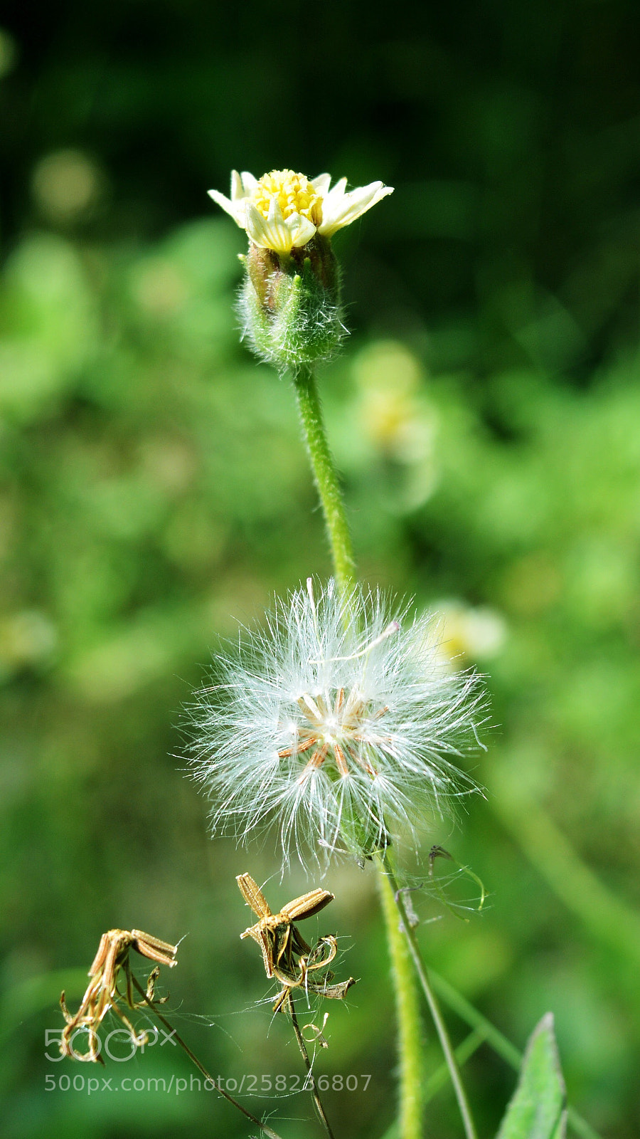 Nikon D3200 sample photo. Tiney white flower photography