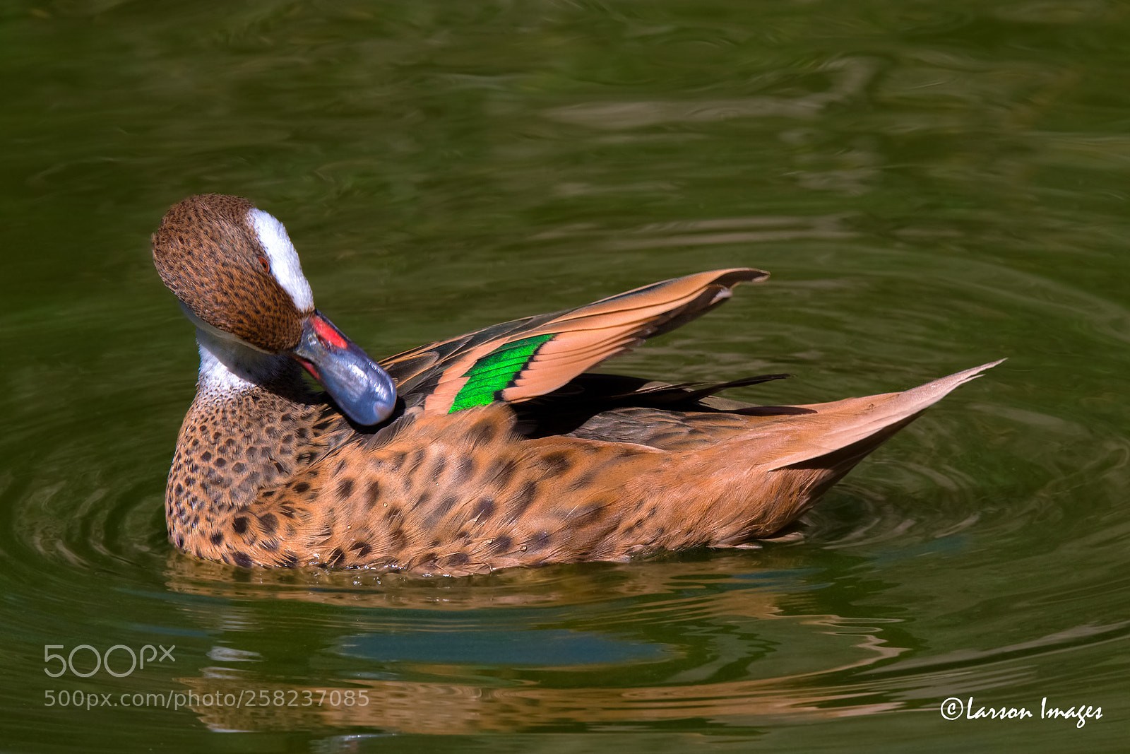 Canon EOS 7D Mark II sample photo. Untitled photography