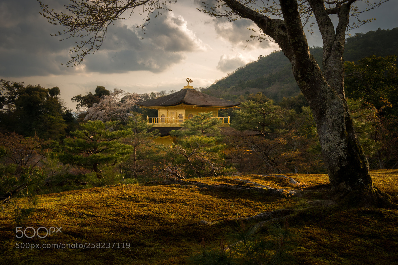 Nikon D800 sample photo. Kinkakuji temple photography