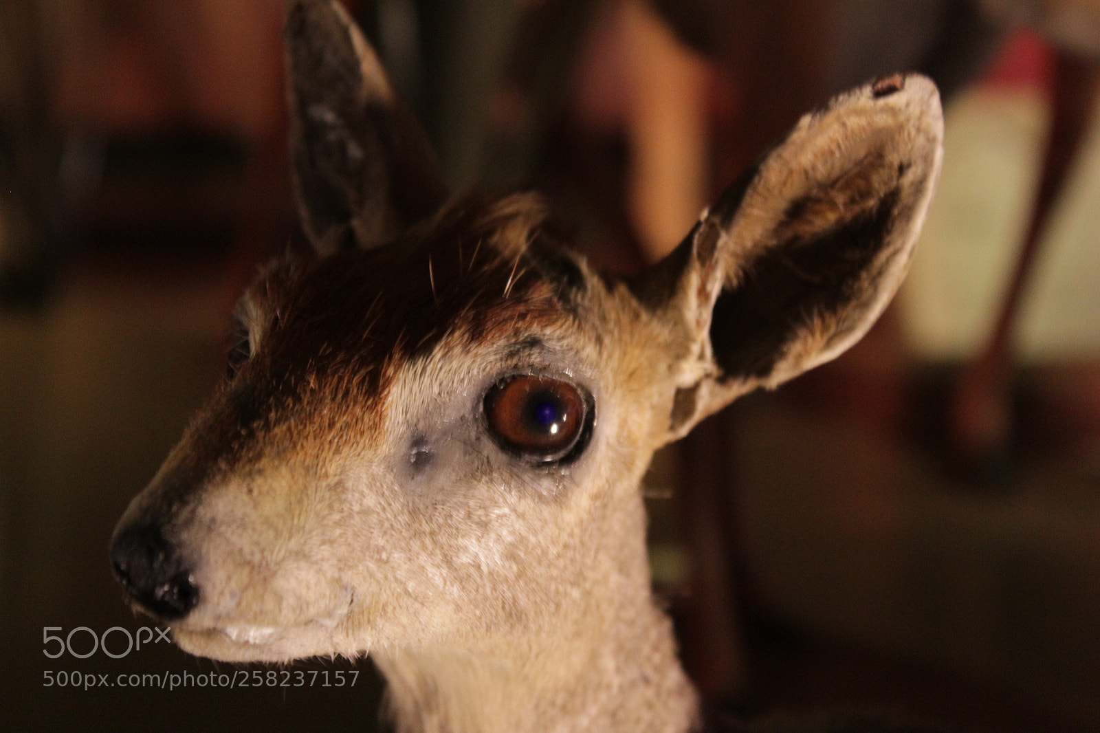 Canon EOS 1300D (EOS Rebel T6 / EOS Kiss X80) sample photo. Oh deer... photography