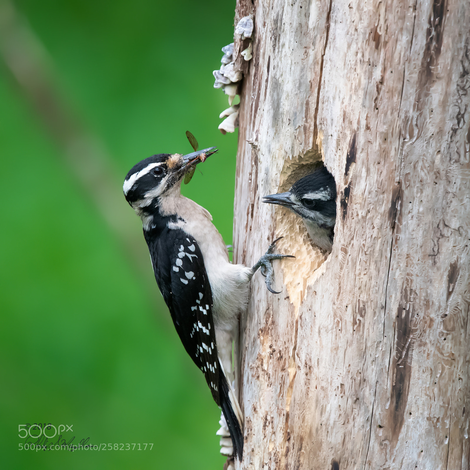 Nikon D500 sample photo. Hairy woodpecker mom and photography