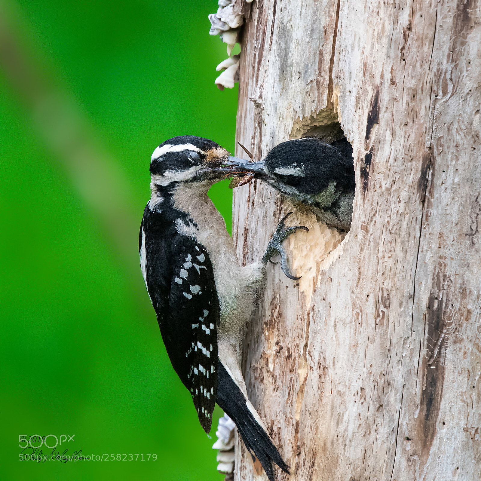 Nikon D500 sample photo. Hairy woodpecker mom and photography
