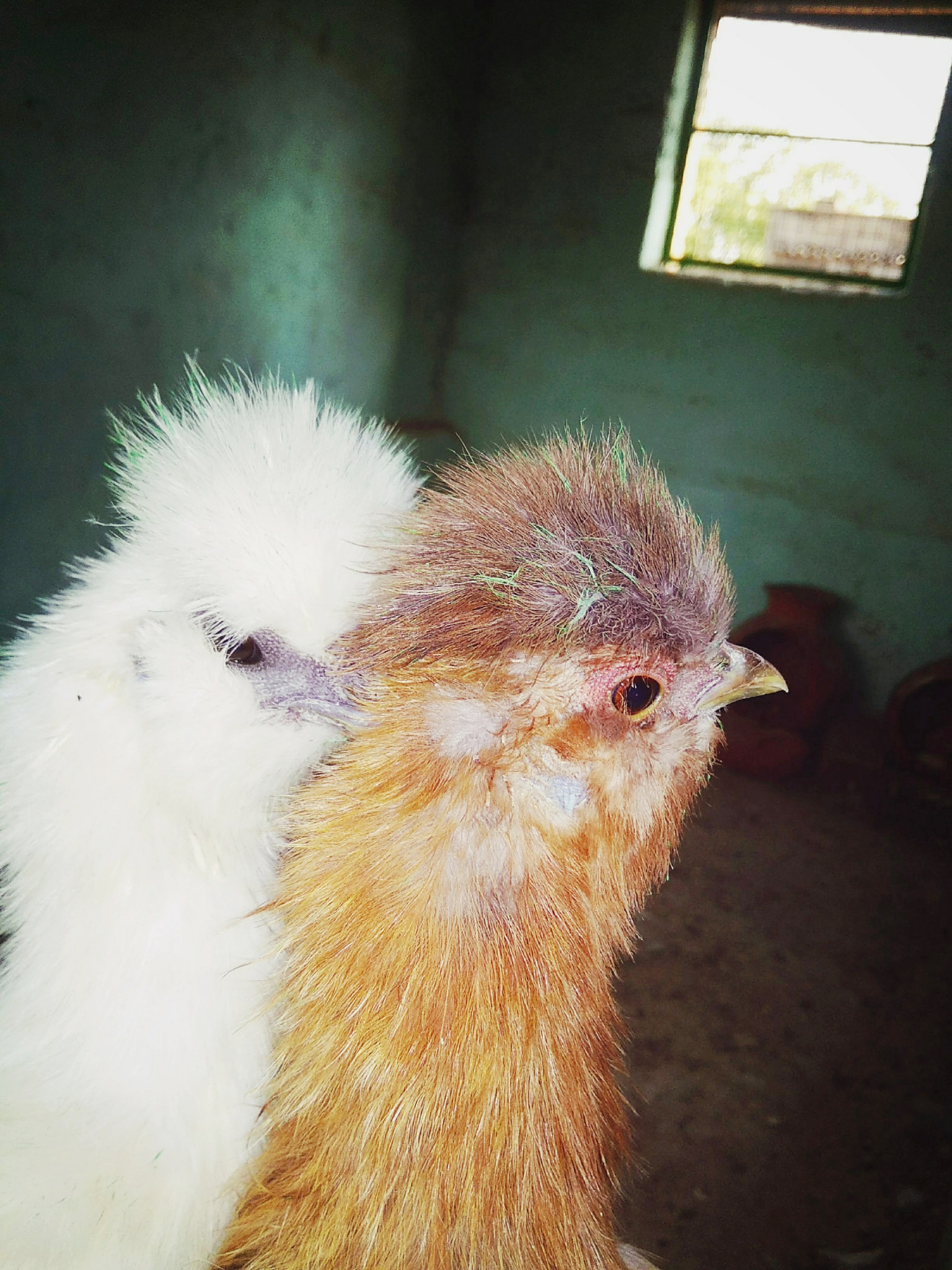 Xiaomi Redmi 5A sample photo. Chicken photography