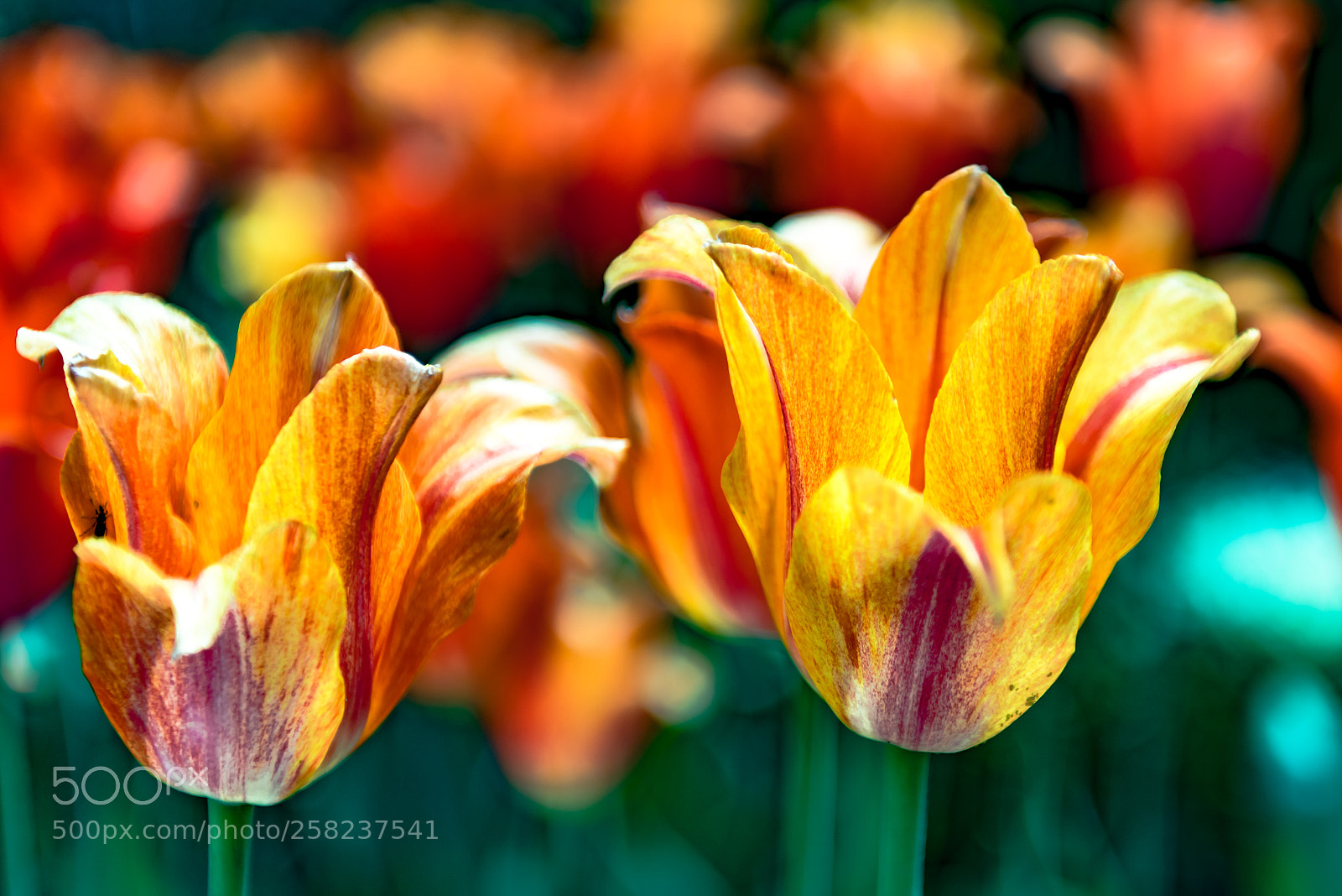 Nikon D750 sample photo. Tulips in bloom photography