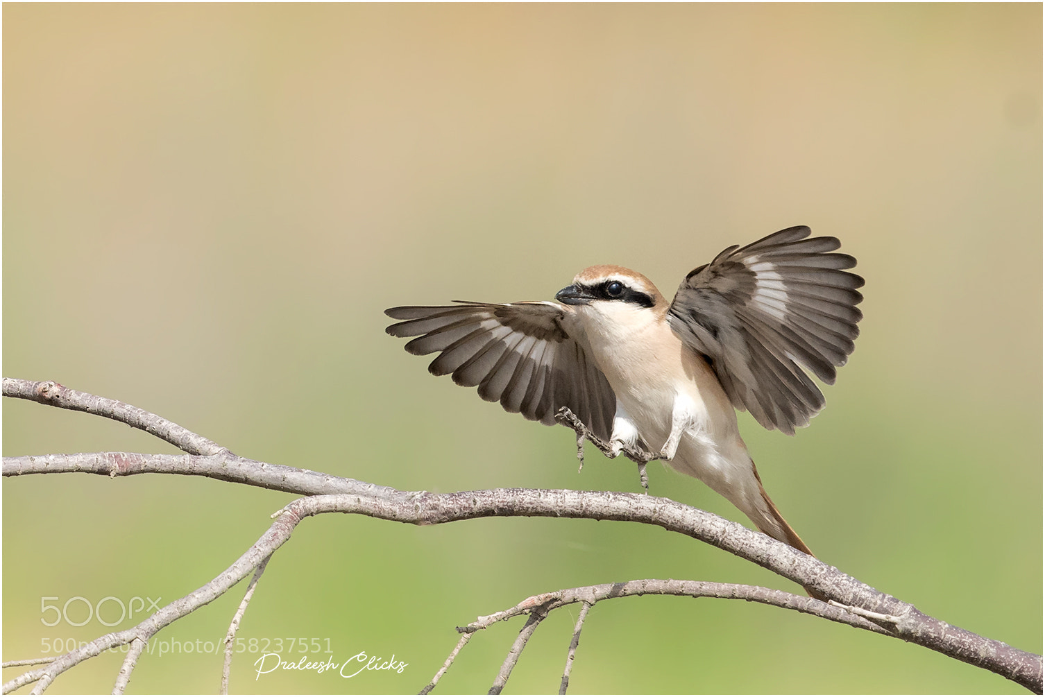Nikon D500 sample photo. Turkestan shrike photography